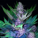 Auto Jamaican Blue Montain