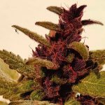 Auto Mandarine Purple Kush