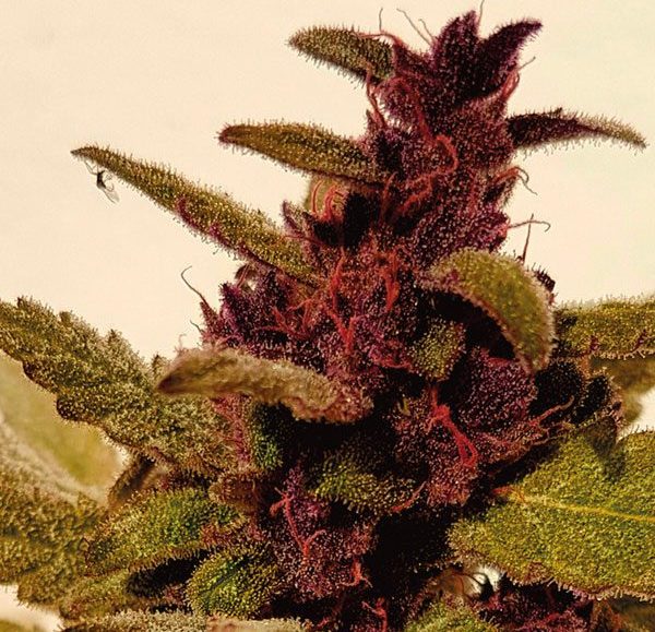Auto Mandarine Purple Kush