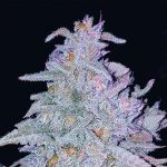 Auto Strawberry Grape