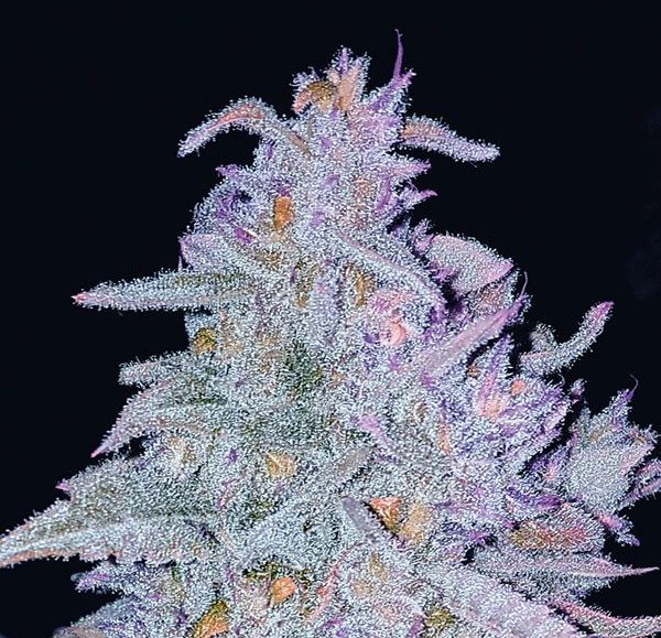 Auto Strawberry Grape