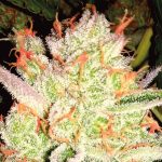 Auto XXL Washington White