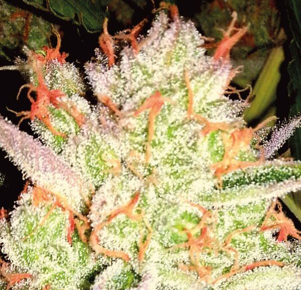 Auto XXL Washington White