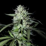 AK47