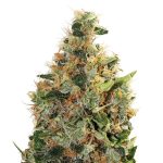 Beatnikush