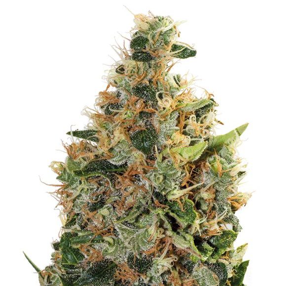 Beatnikush
