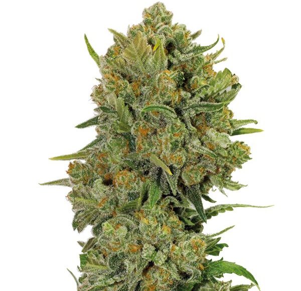 Blue Oregon