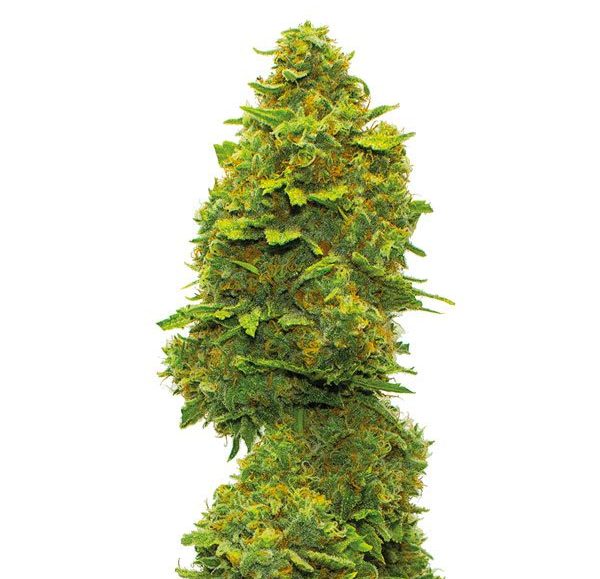Canadian Cream