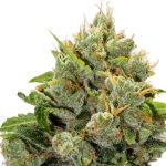 Grizzly Breathe