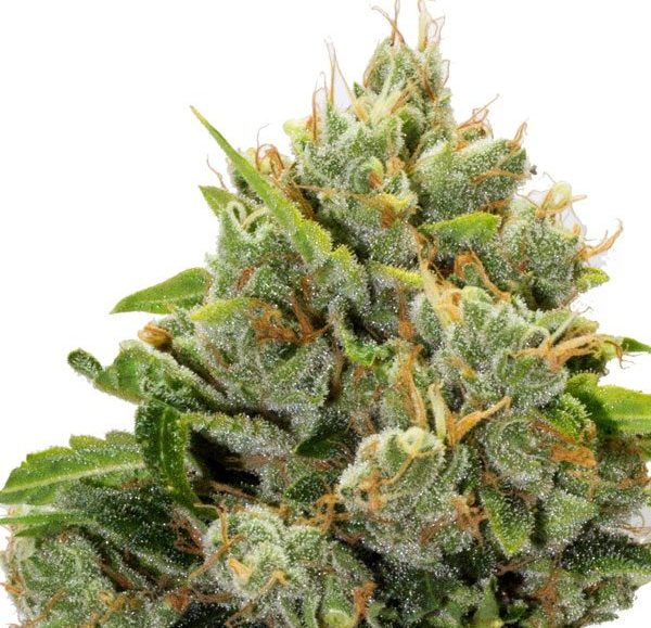 Grizzly Breathe