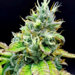 Guru Cookies Melon