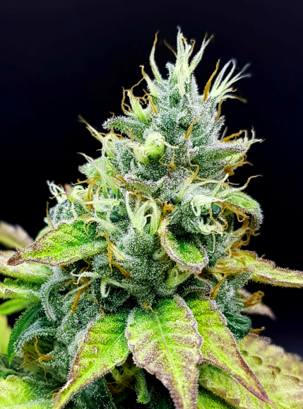 Guru Cookies Melon
