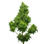 Kinder Kush