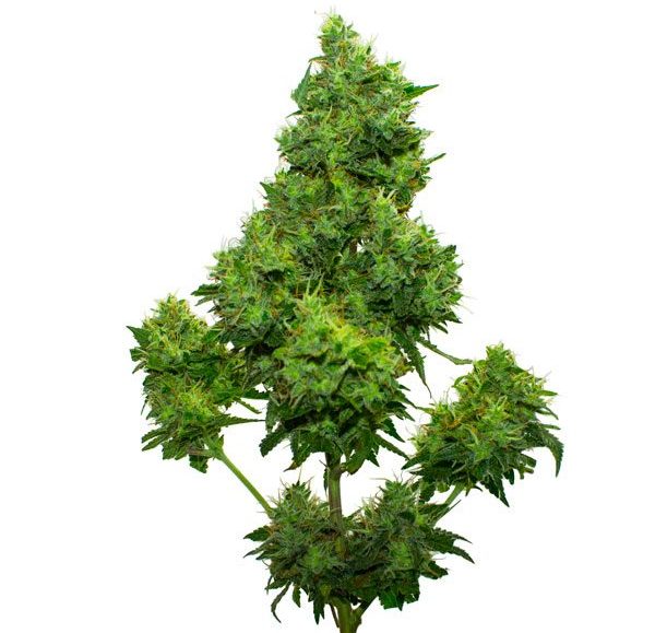Kinder Kush