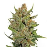 Kush Milk