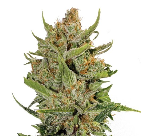Kush Milk