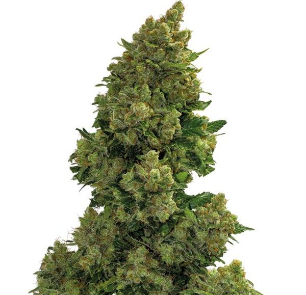 Lady Mint