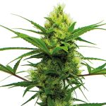 Lemon Denver