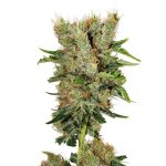 Montana Chem Dog