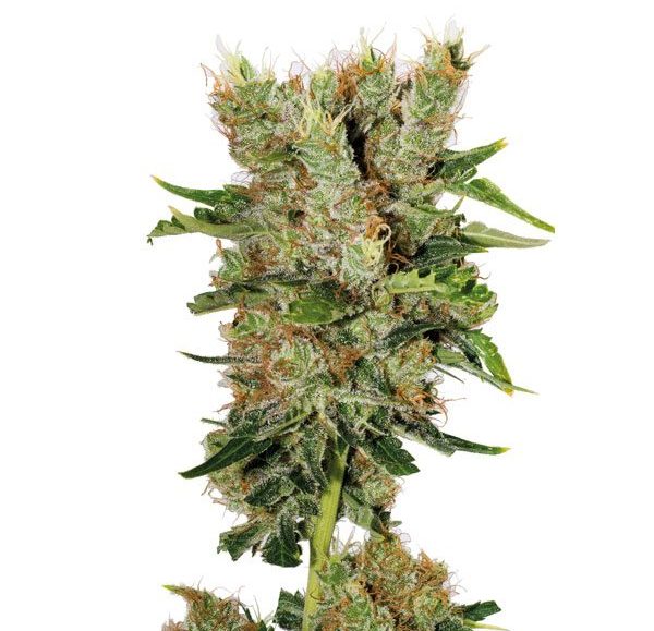 Montana Chem Dog