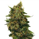 Relax CBD