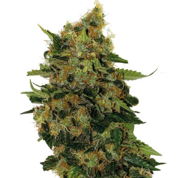 Relax CBD
