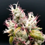 Skittlezlime