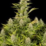 amnesia kush