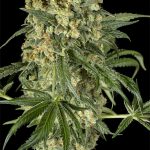 Bubble Kush