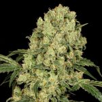 Ak47