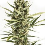 Auto Amnesia