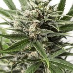 Auto Blue Amnesia