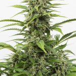 Auto Critical