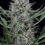 Auto Lemon Kush