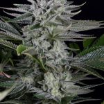 Banana x Gorilla