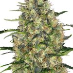 Black Domina