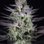 Blue Cookies