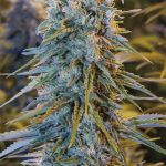 Blue Dream