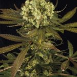 Blueberry