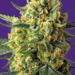 Candy Kush