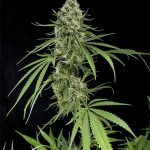 Critical