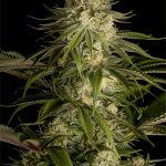 Critical Kush