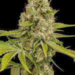 Og Kush