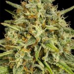 Strawberry Banana