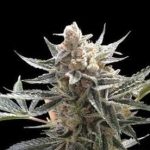 Tangie